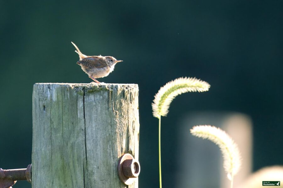 A carolina wren perches on a weathered wooden post with a metal bolt, next to tall, fuzzy plant stems against a blurred green background.