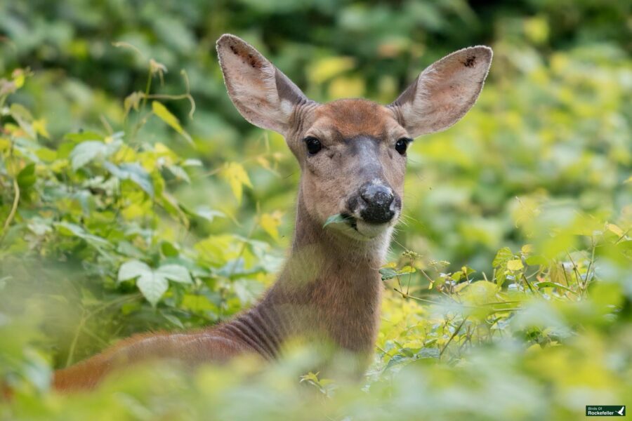 A deer with large ears and a light brown coat stands amidst dense greenery, chewing on leaves.