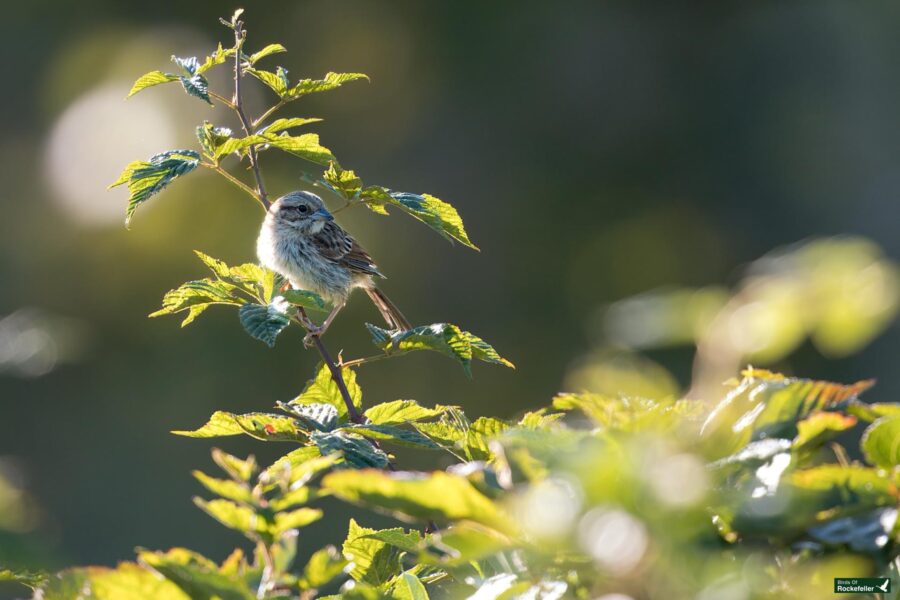 A sparrow perches on a leafy branch with green foliage surrounding it and a softly blurred background.