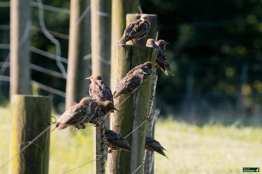 Several starlings perch on wooden fence posts and wires in a grassy area with a blurred dark background.