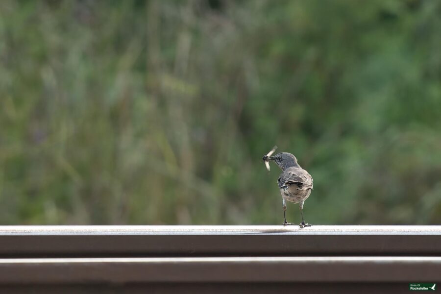 A northern mockingbird with a grey and black plumage sits on a metal railing, holding an insect in its beak. The background is a blur of green foliage.