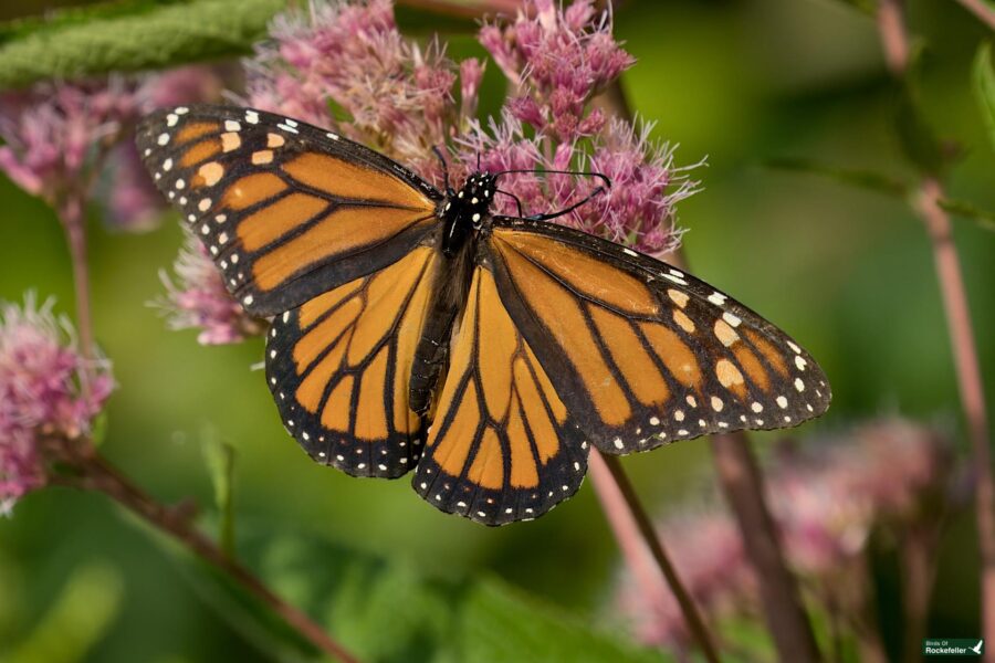 A monarch butterfly with orange and black wings rests on pink flowers in a green, outdoor environment.