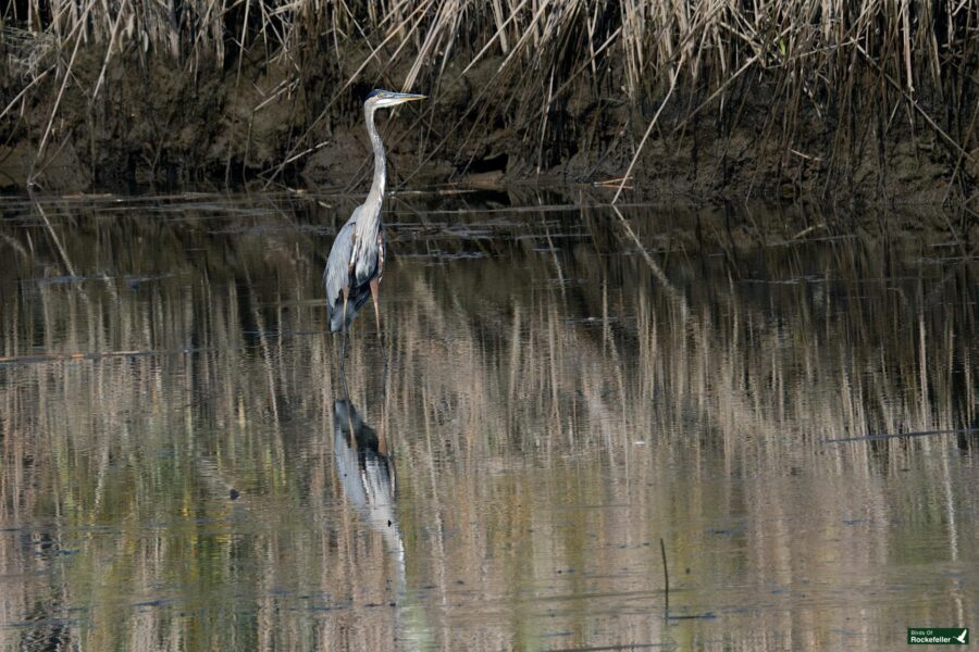 A great blue heron stands in shallow water near a muddy, reed-filled shoreline, with its reflection visible on the still surface.