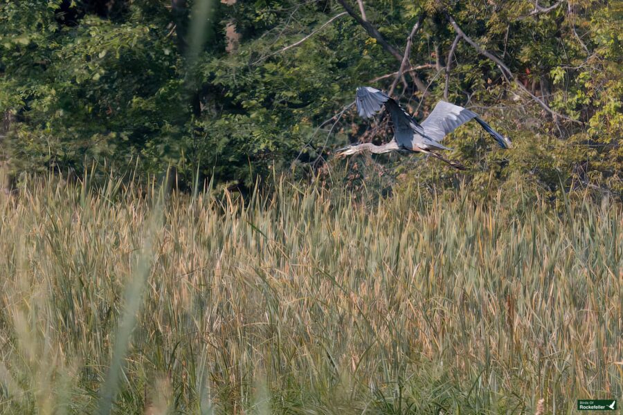 A great blue heron with outstretched wings flies above a grassy wetland with dense trees in the background.