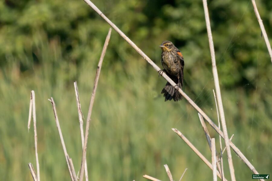 A female red-winged blackbird with dark plumage, perches on a thin, dry reed in a grassy wetlands area.