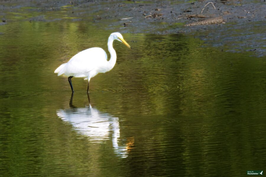 A white egret stands and looks down at its reflection in the water, surrounded by a serene, green, and muddy wetland.