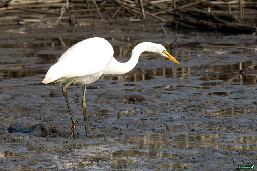 A great egret with white plumage and a yellow beak stands in muddy water, searching for food.