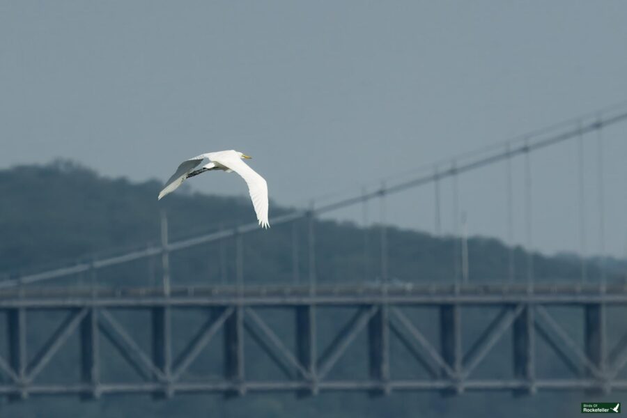 A white egret is flying with a bridge in the background and a forested hill beyond.