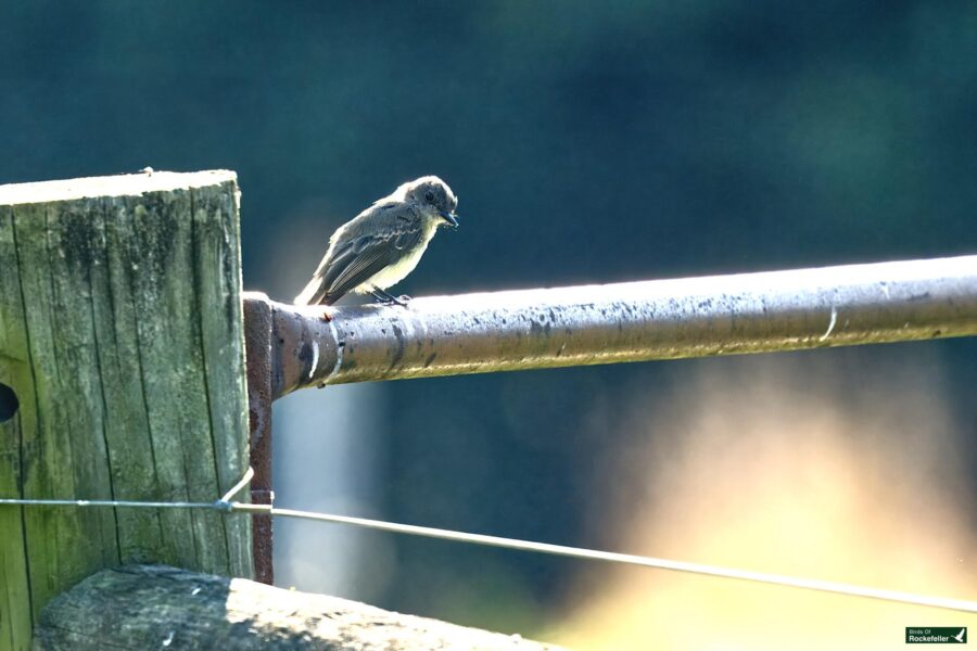 An eastern Phoebe perches on a metal fence rail with a wooden post on the left. The background is blurred, featuring a mix of dark and light areas.