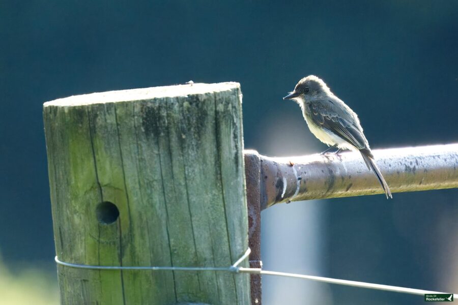 An eastern Phoebe perches on a weathered metal fence next to a wooden post with a hole, against a blurred dark background.