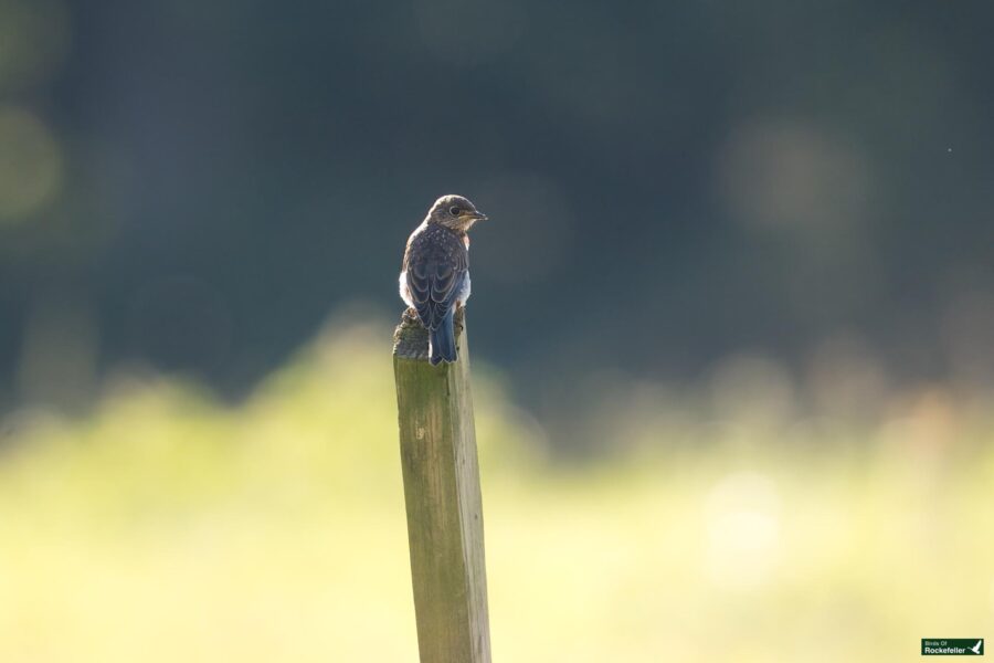 A small bluebird perched on the top of a wooden post against a blurred natural background.