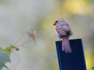BoR Photo Gallery - Cardinal - 08-13-2024 -0011920 A small bird with reddish beak and plumage stands on a blue post, facing away from the camera against a blurred natural background.