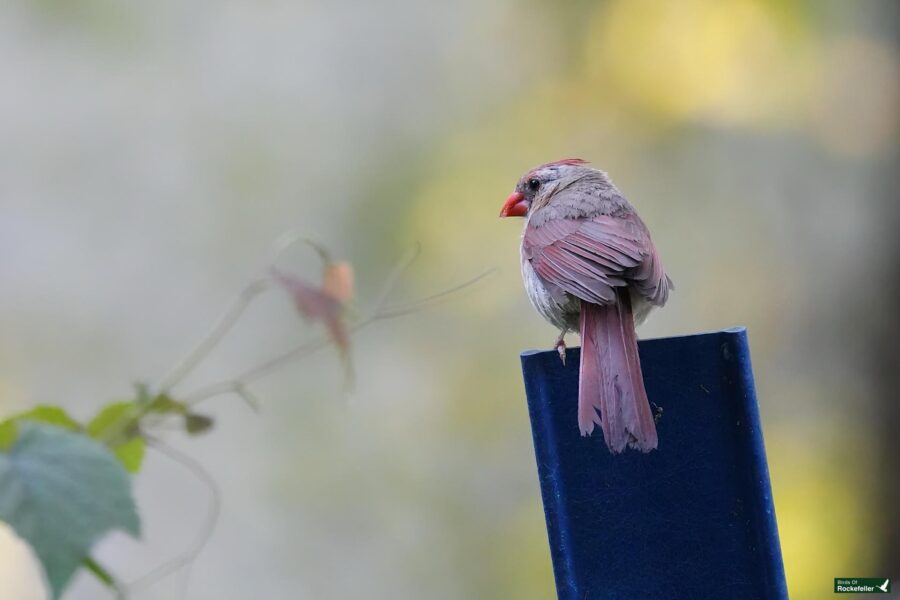 A small bird with reddish beak and plumage stands on a blue post, facing away from the camera against a blurred natural background.