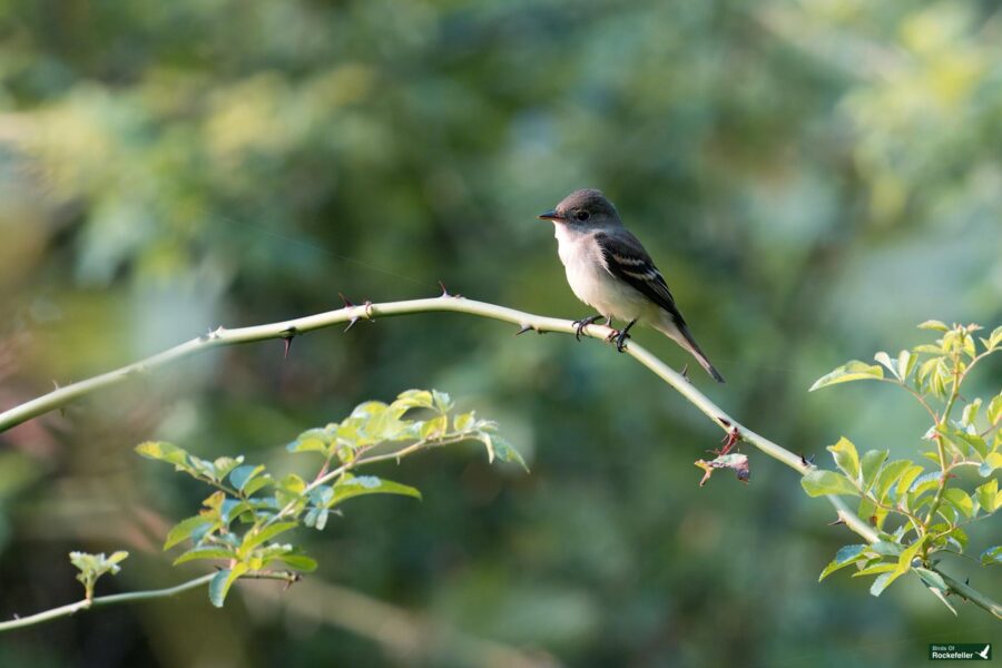 A small bird with gray and white plumage perches on a slender branch with green leaves against a blurred green background.