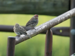 BoR Photo Gallery - House Finch - 08-15-2024 -0051920 Two small birds perch on a rustic metal rail. One bird faces the camera, displaying a red-tinted head, while the other has its back turned. The background is out of focus with green foliage.