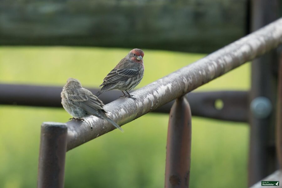 Two small birds perch on a rustic metal rail. One bird faces the camera, displaying a red-tinted head, while the other has its back turned. The background is out of focus with green foliage.