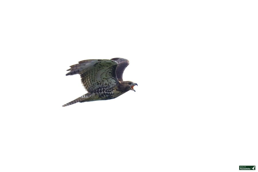 A hawk with outstretched wings is seen flying against a white background, with its beak open.