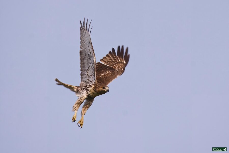 A hawk is captured mid-flight against a clear blue sky with wings fully extended.