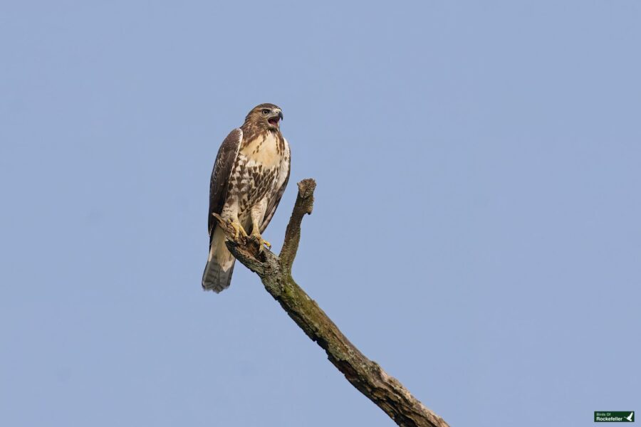 A hawk perched on a bare tree branch against a clear blue sky.