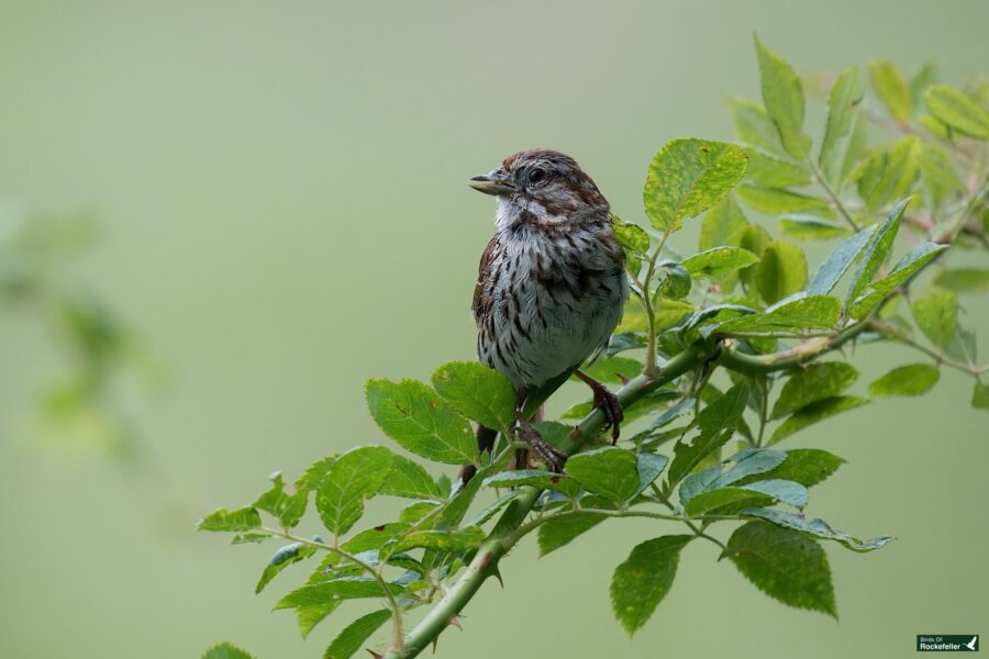 A small brown and white bird with streaked feathers perches on a green leafy branch against a blurred green background.