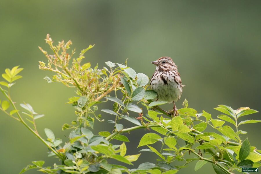 A small bird with brown and white plumage is perched on a leafy branch in a green outdoor setting.