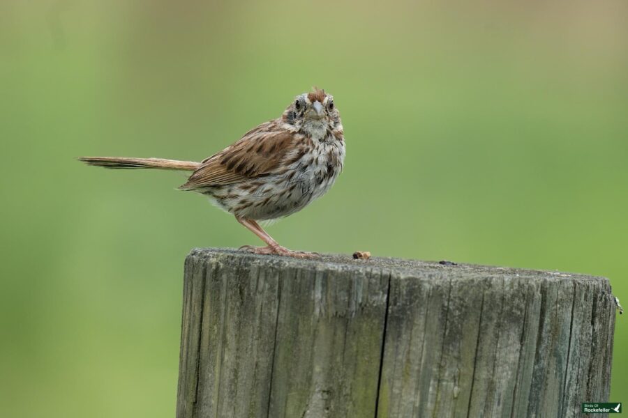 A small brown and white bird with streaked feathers stands perched on a weathered wooden post against a blurred green background.