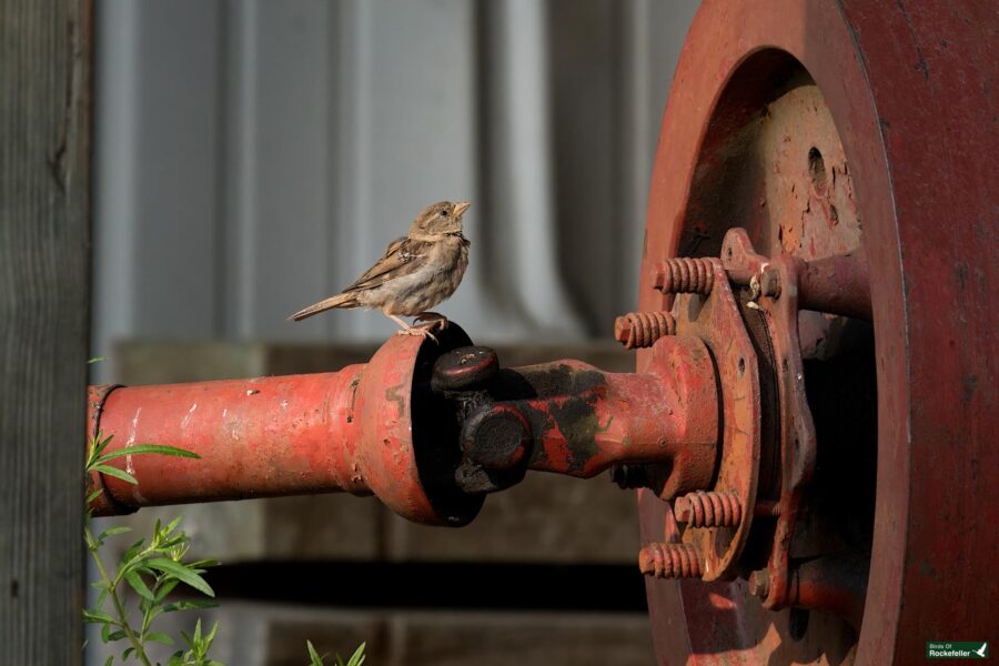 A small bird perches on an old, rusty, red metal pipe with bolts, against an industrial background.