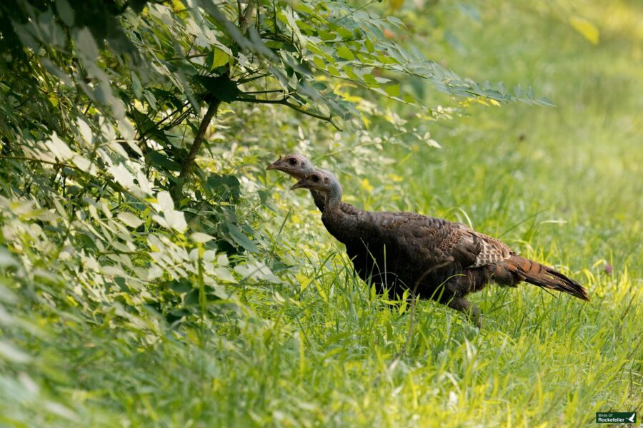 A wild turkey stands amidst tall green grass and bushes, pecking at leaves in a sunny outdoor setting.