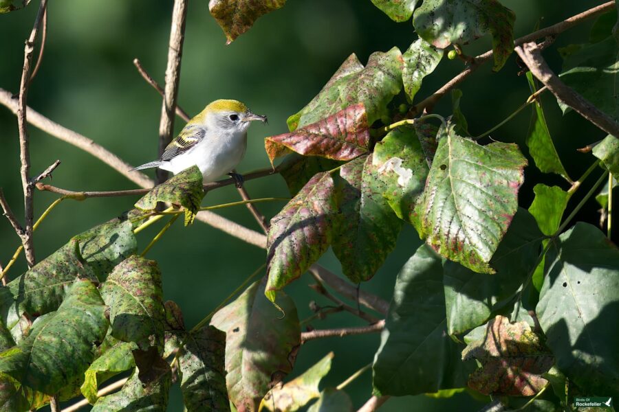 A chestnut-sided warbler with yellow, white, and black plumage perches on a branch surrounded by green, partially wilted leaves.