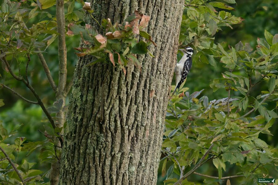 A downy woodpecker clings to the trunk of a large, textured tree surrounded by green leaves and branches.