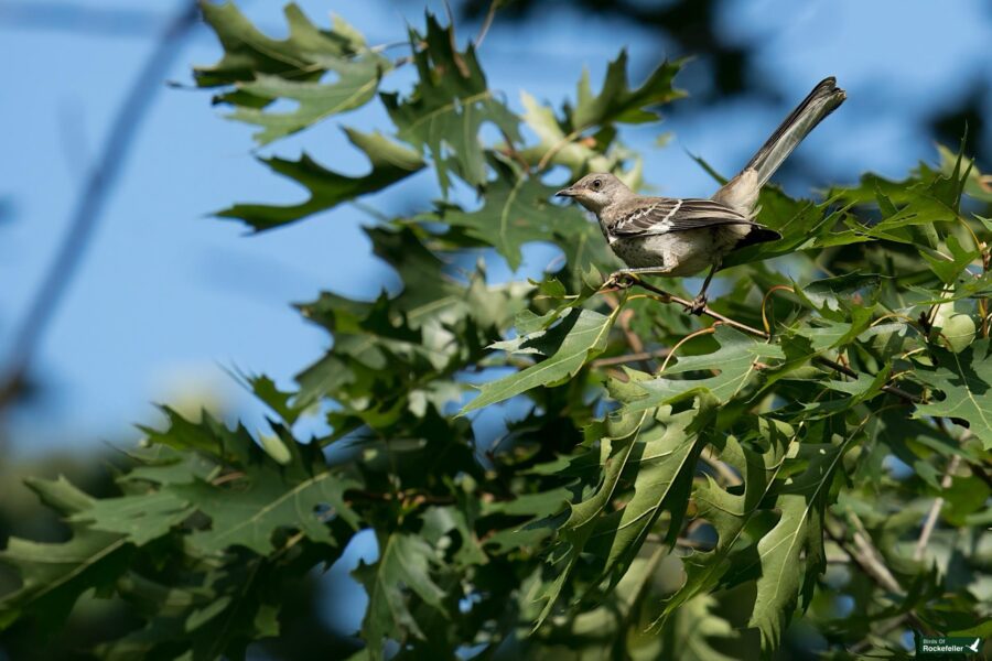 A northern mockingbird is perched on a leafy branch with green foliage in the background under a clear blue sky.