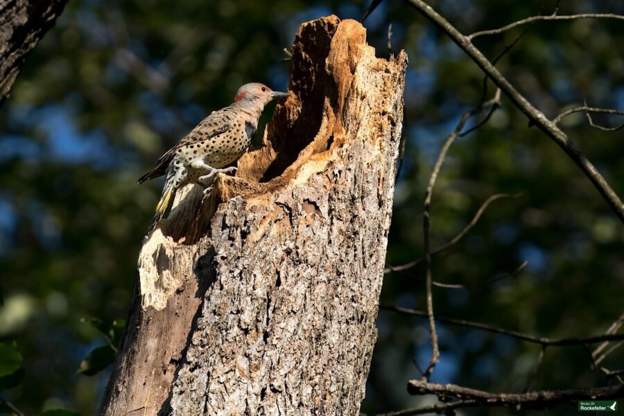 A northern flicker with speckled feathers and red markings on its head perches on a broken tree trunk in a forest.