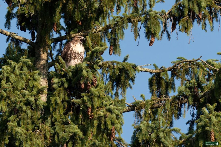 A large bird of prey with brown and white plumage is perched on a branch of a pine tree, partially hidden by needles and pinecones, against a clear blue sky.