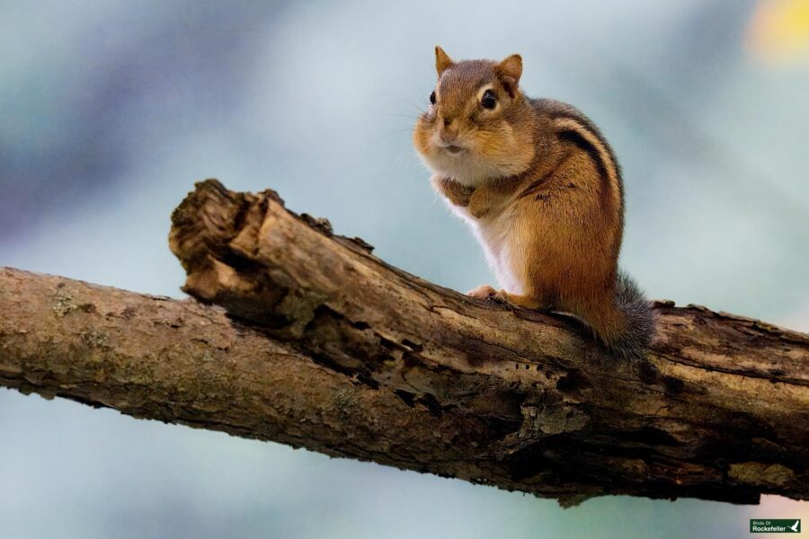 A chipmunk with puffed cheeks stands on a tree branch, looking towards the camera.