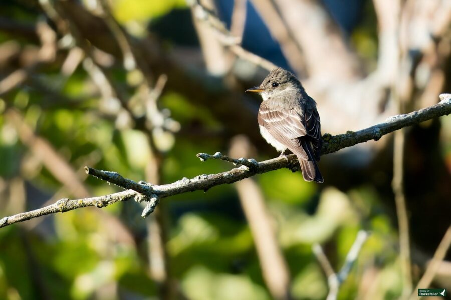 An Eastern Wood Peewee with brown and white plumage perches on a thin branch against a blurred background of green leaves and branches.