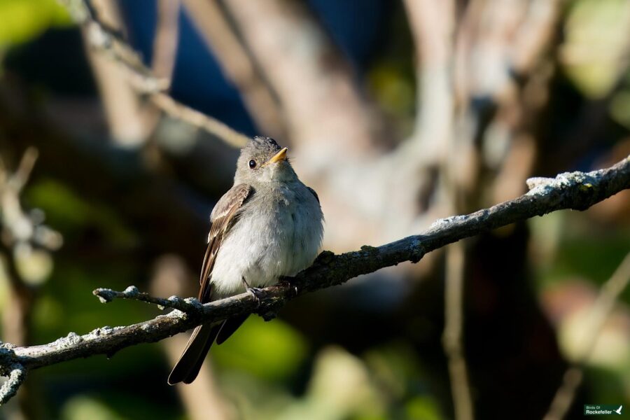 An Eastern Wood Peewee with gray and white feathers perches on a tree branch against a backdrop of blurred greenery and branches.