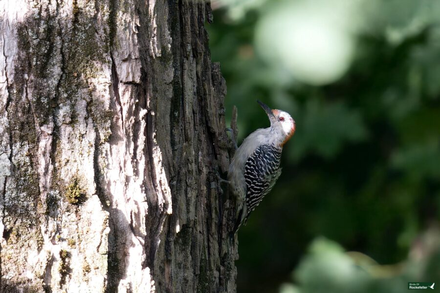 A red-bellied woodpecker with black and white feathers and a red patch on its head clings to the side of a tree trunk in a forest.