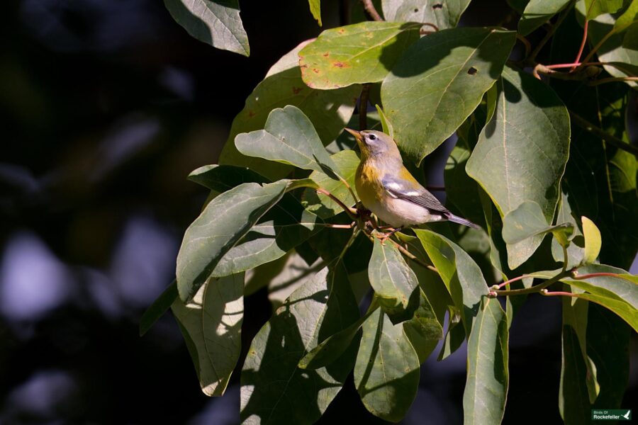 A Northern Parula with yellow and grey plumage perches on a branch among leaves in a shaded area.