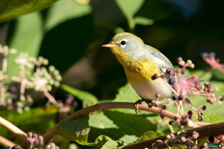 A Northern Parula with green, yellow, and white plumage is perched on a branch surrounded by green leaves and small purple berries.