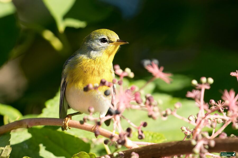 A Northern Parula with yellowish underparts and greenish upperparts perches on a branch with pink buds in a sunlit garden.