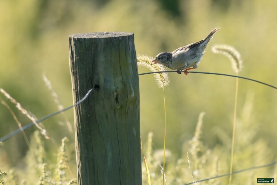 A House Sparrow perched on a wire beside a wooden post in a grassy field, nibbling on a sprig of foxtail grass.