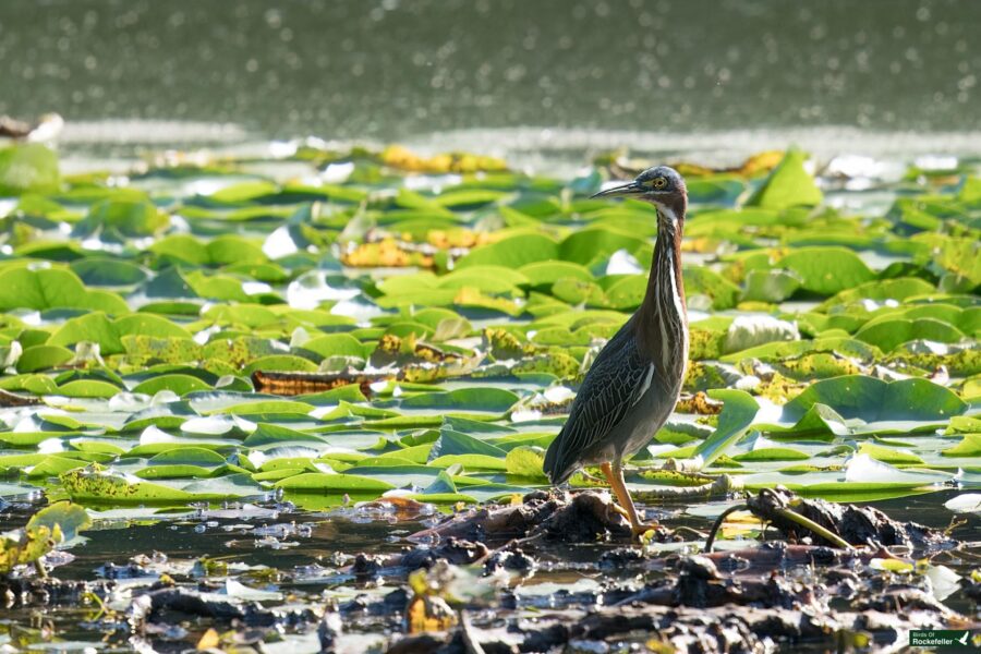 A Green Heron stands on a small rock in a body of water surrounded by lily pads.