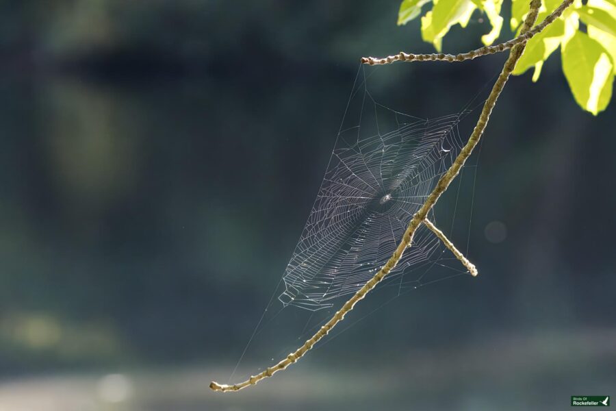 A spider web intricately spun between two thin branches with blurred greenery and water in the background.