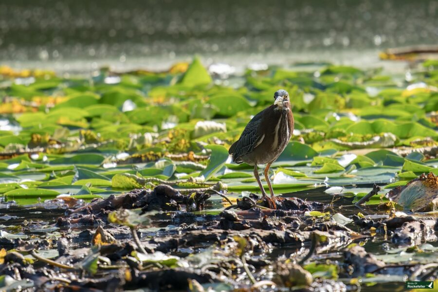 A Green Heron with a long beak standing on debris amid a pond covered with green lily pads and leaves.