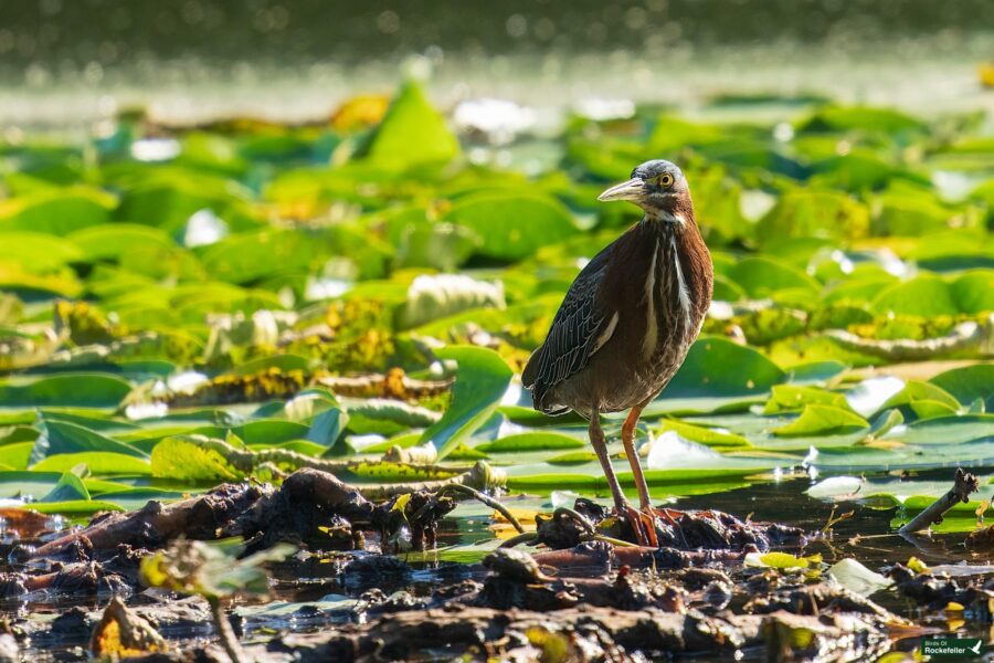 A Green Heron with white and brown streaked chest standing on lily pads in a pond, surrounded by green lily leaves and water.