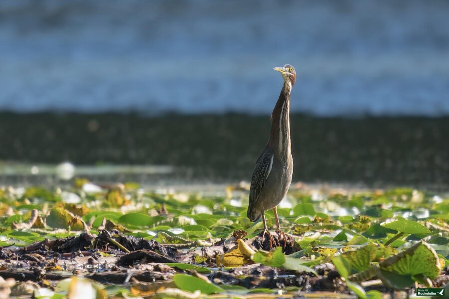 A Green Heron stands among lily pads on a pond, with water in the background under natural lighting.