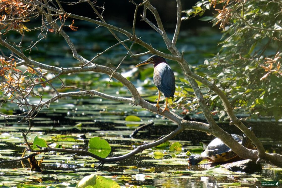 A Green Heron perches on a branch above a pond filled with lily pads and a partially submerged turtle. The surrounding foliage is a mix of green leaves and brown, dried leaves.