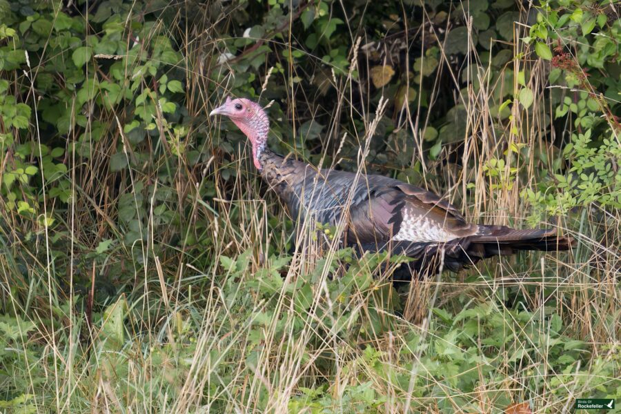 A wild turkey with a red head and brown feathers stands in tall grass surrounded by dense green foliage.