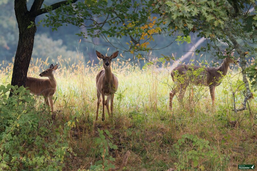 Three deer standing under a tree in a grassy and wooded area on a sunny day.