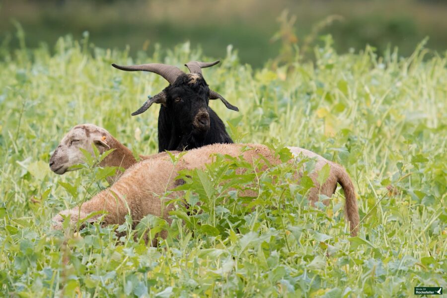 A black goat and a light-brown sheep grazing in a lush, green field. The goat stands behind the sheep, both surrounded by tall vegetation.